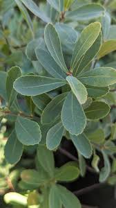 Attēlu rezultāti vaicājumam “Myrica gale leaf”