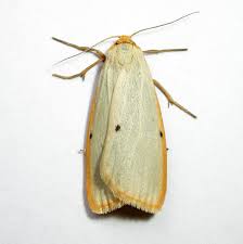 Attēlu rezultāti vaicājumam “Cybosia mesomella”