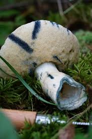 Attēlu rezultāti vaicājumam “Gyroporus cyanescens”