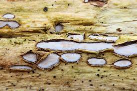 Attēlu rezultāti vaicājumam “Propolis farinosa”