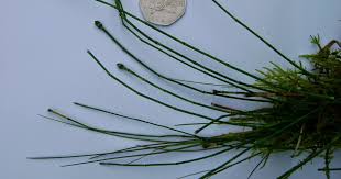 Attēlu rezultāti vaicājumam “Equisetum variegatum”