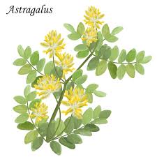 Attēlu rezultāti vaicājumam “Astragalus danicus leaf”