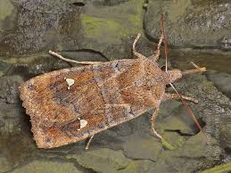 Attēlu rezultāti vaicājumam “Eupsilia transversa”