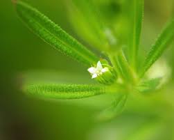 Attēlu rezultāti vaicājumam “Galium aparine”