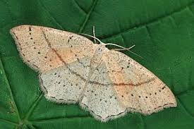 Attēlu rezultāti vaicājumam “Cyclophora punctaria”