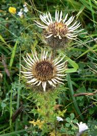Attēlu rezultāti vaicājumam “Carlina vulgaris”