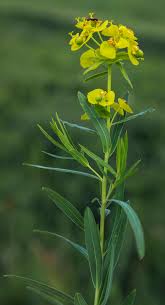 Attēlu rezultāti vaicājumam “Euphorbia virgata flower”