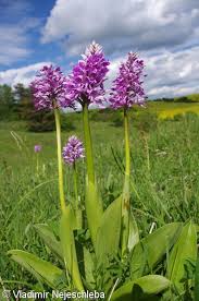 Attēlu rezultāti vaicājumam “Orchis militaris”