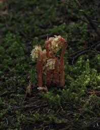 Attēlu rezultāti vaicājumam “Monotropa hypopitys”
