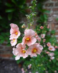 Image result for Alonsoa liniflora