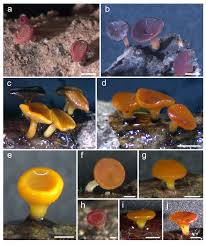 Attēlu rezultāti vaicājumam “Hyaloscypha hyalina”