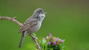 Attēlu rezultāti vaicājumam “Sylvia nisoria adult”