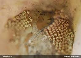 Attēlu rezultāti vaicājumam “Heterotrichia insignis (syn. Arcyria insignis) macro”