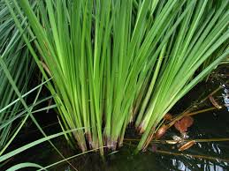 Attēlu rezultāti vaicājumam “Cladium mariscus fruit”