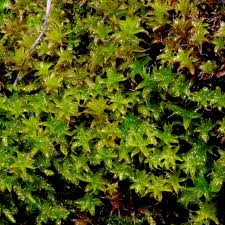 Attēlu rezultāti vaicājumam “Syntrichia latifolia”