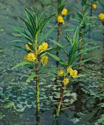 Attēlu rezultāti vaicājumam “Lysimachia thyrsiflora”
