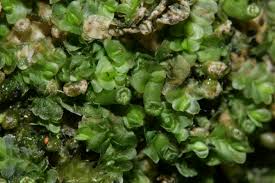 Attēlu rezultāti vaicājumam “Jungermannia leiantha”