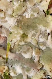 Attēlu rezultāti vaicājumam “Physisporinus vitreus”