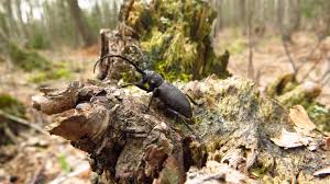 Attēlu rezultāti vaicājumam “Lamia textor”