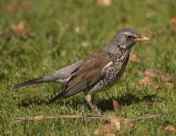 Attēlu rezultāti vaicājumam “Turdus pilaris”