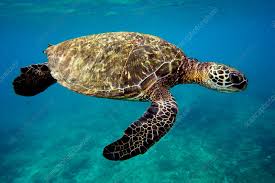 Image result for Chelonia mydas