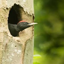 Attēlu rezultāti vaicājumam “Dryocopus martius nest”