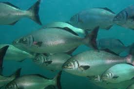 Image result for Kyphosus