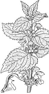 Attēlu rezultāti vaicājumam “Lamium album”