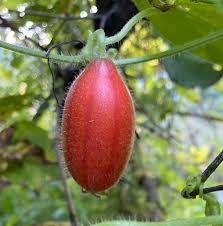 Attēlu rezultāti vaicājumam “Thladiantha dubia”