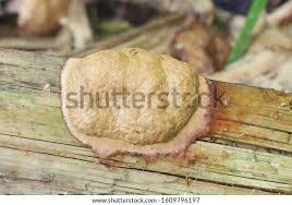 Attēlu rezultāti vaicājumam “Fuligo luteonitens”