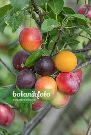 Attēlu rezultāti vaicājumam “Prunus cerasifera fruit”