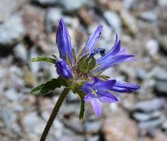 Image result for Campanula lingulata