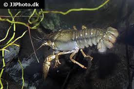 Attēlu rezultāti vaicājumam “Astacus leptodactylus”