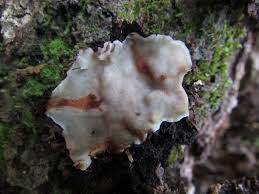 Attēlu rezultāti vaicājumam “Rigidoporus crocatus”