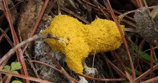 Attēlu rezultāti vaicājumam “Fuligo septica var. flava young”