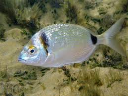 Image result for Diplodus vulgaris