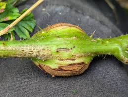 Attēlu rezultāti vaicājumam “Lasioptera rubi”