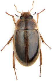 Attēlu rezultāti vaicājumam “Enochrus affinis”