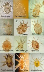 Attēlu rezultāti vaicājumam “Hylastes sp.”