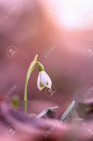 Attēlu rezultāti vaicājumam “Galanthus nivalis bud”