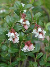 Attēlu rezultāti vaicājumam “Exobasidium splendidum”