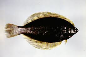 Image result for Pseudopleuronectes americanus