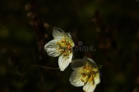 Attēlu rezultāti vaicājumam “Parnassia palustris fruit”