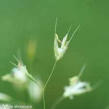 Attēlu rezultāti vaicājumam “Trisetum flavescens”
