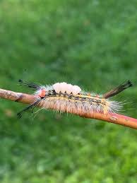 Attēlu rezultāti vaicājumam “Lymantriidae”