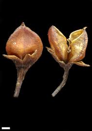 Attēlu rezultāti vaicājumam “Veronica longifolia bud”