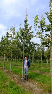 Attēlu rezultāti vaicājumam “Acer rufinerve”