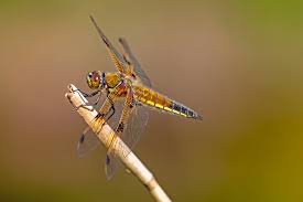Attēlu rezultāti vaicājumam “Libellula quadrimaculata eggs”
