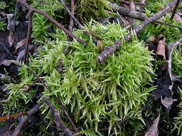 Attēlu rezultāti vaicājumam “Cirriphyllum piliferum”