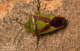Attēlu rezultāti vaicājumam “Acanthosoma haemorrhoidale”